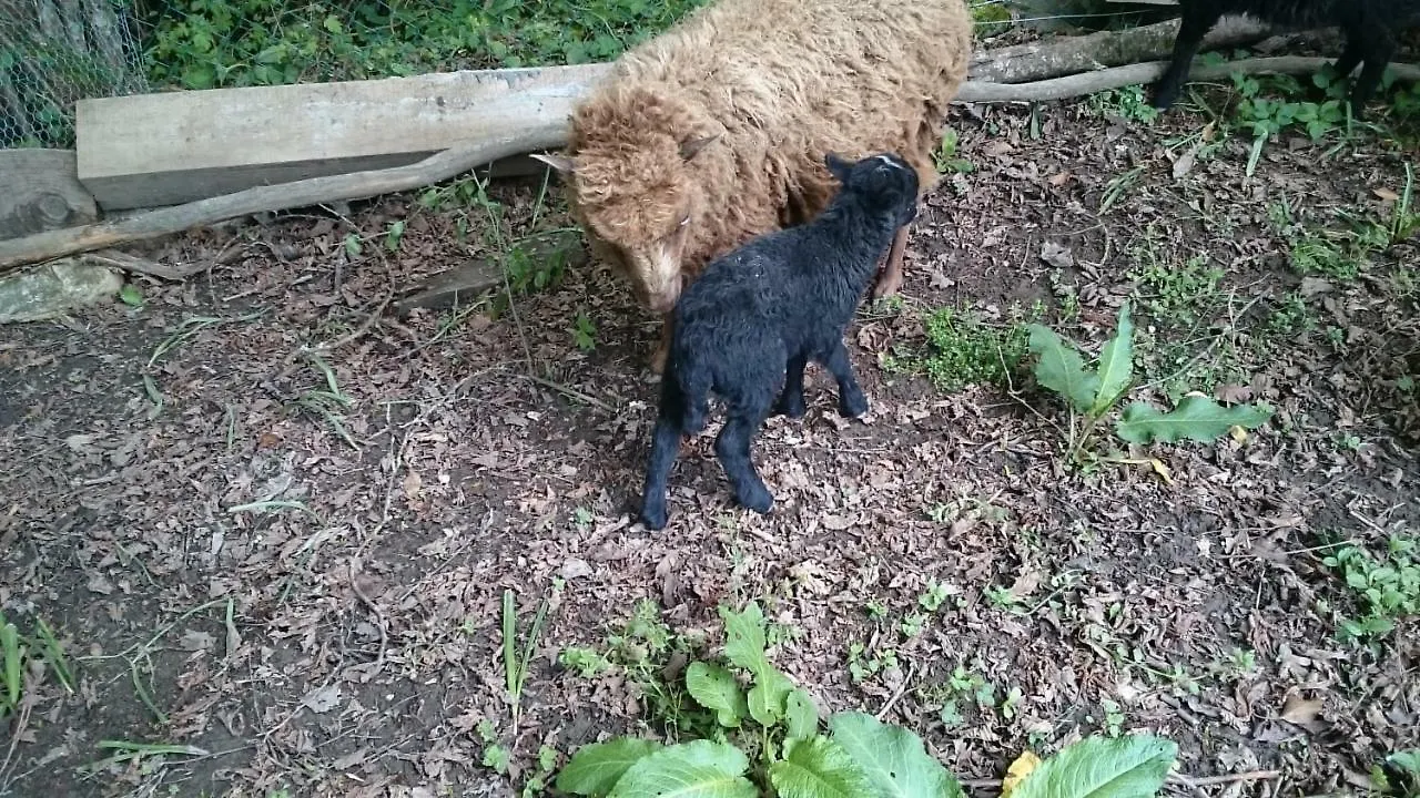 Ferme Familiale Chez Lili Vila Alex 0*,